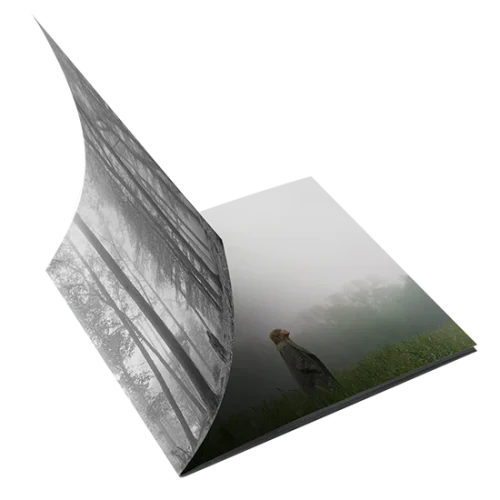 1. THE "IN THE TREES" EDITION DELUXE CD (CLEAN) - Image 3